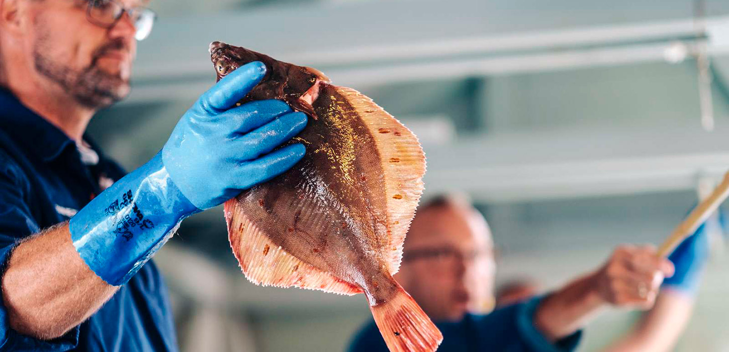 Thorsminde Fiskeauktion