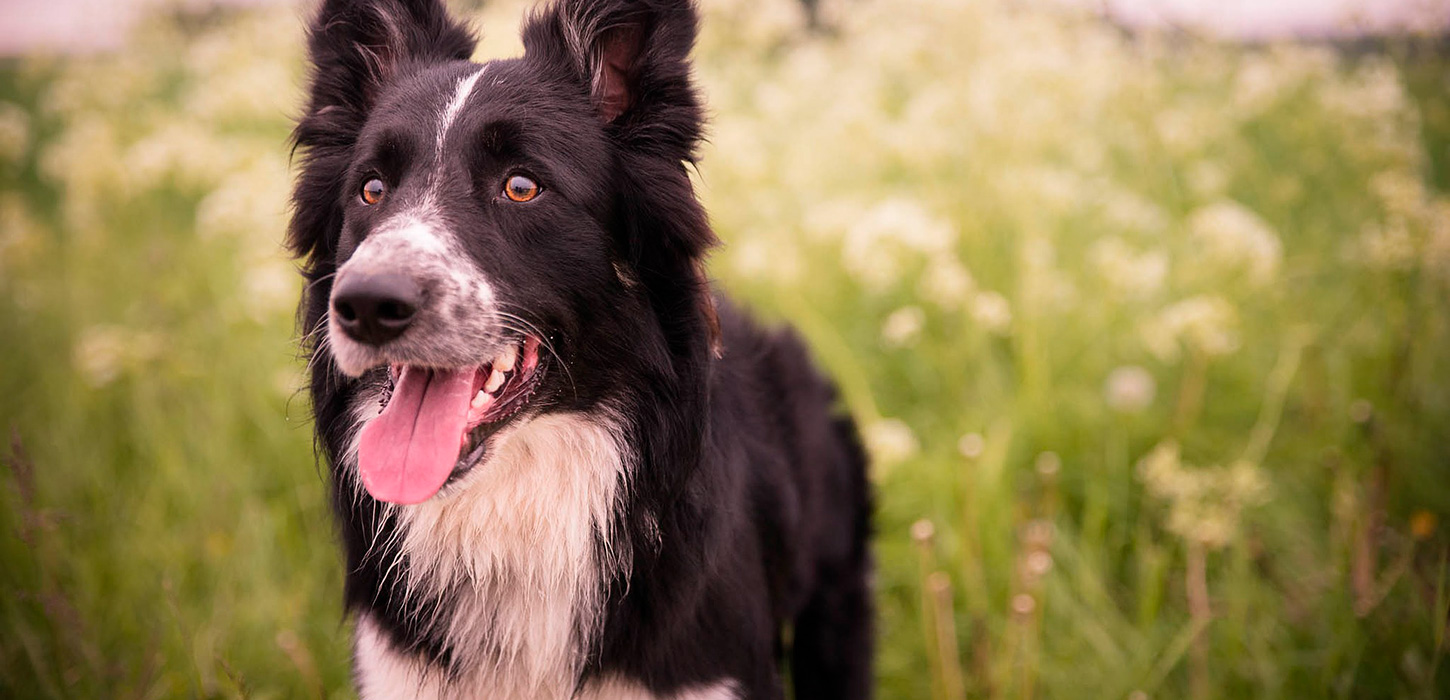 Hund med på ferie