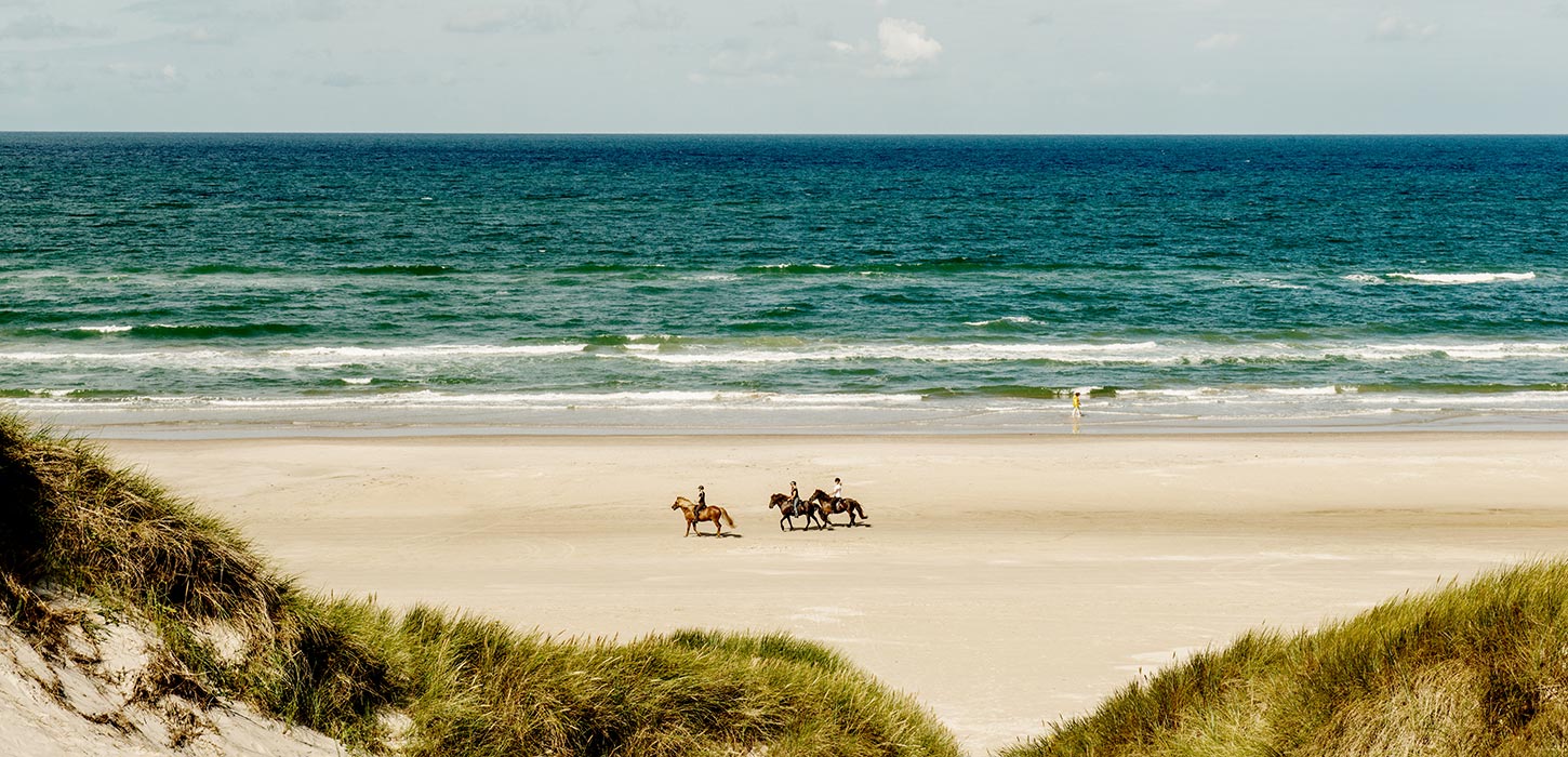 Heste Blokhus Strand