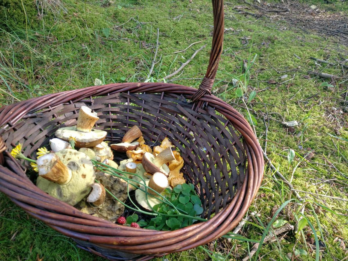 Svampe i kurv