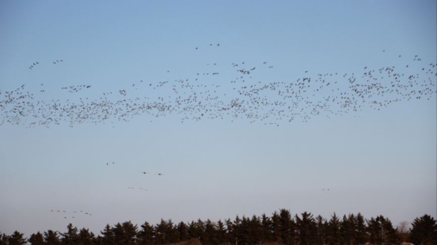 Fugleøen, fugletårn og natursti i Thorsminde