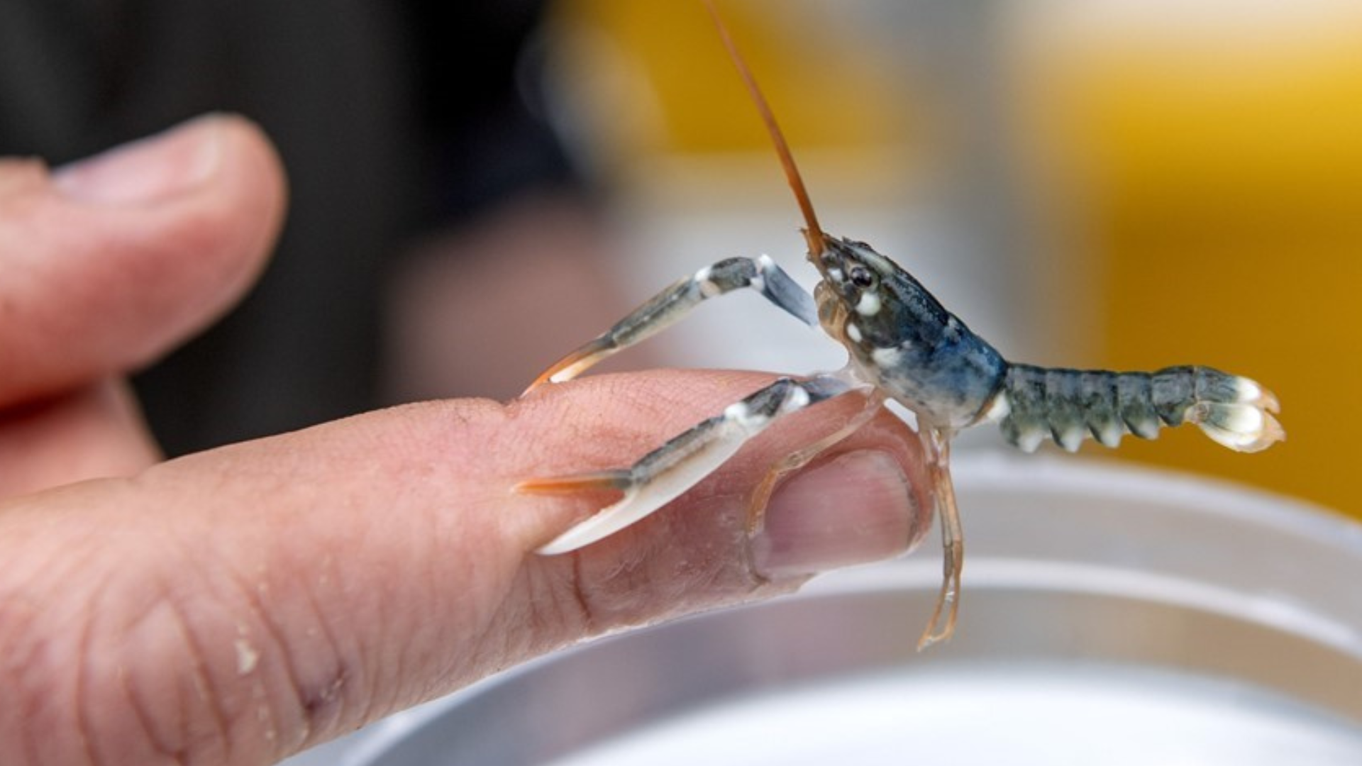 Nordsøen Oceanarium, Hirtshals