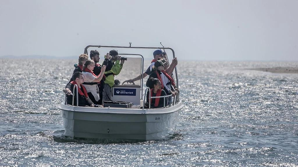 Sælsafari på Limfjorden