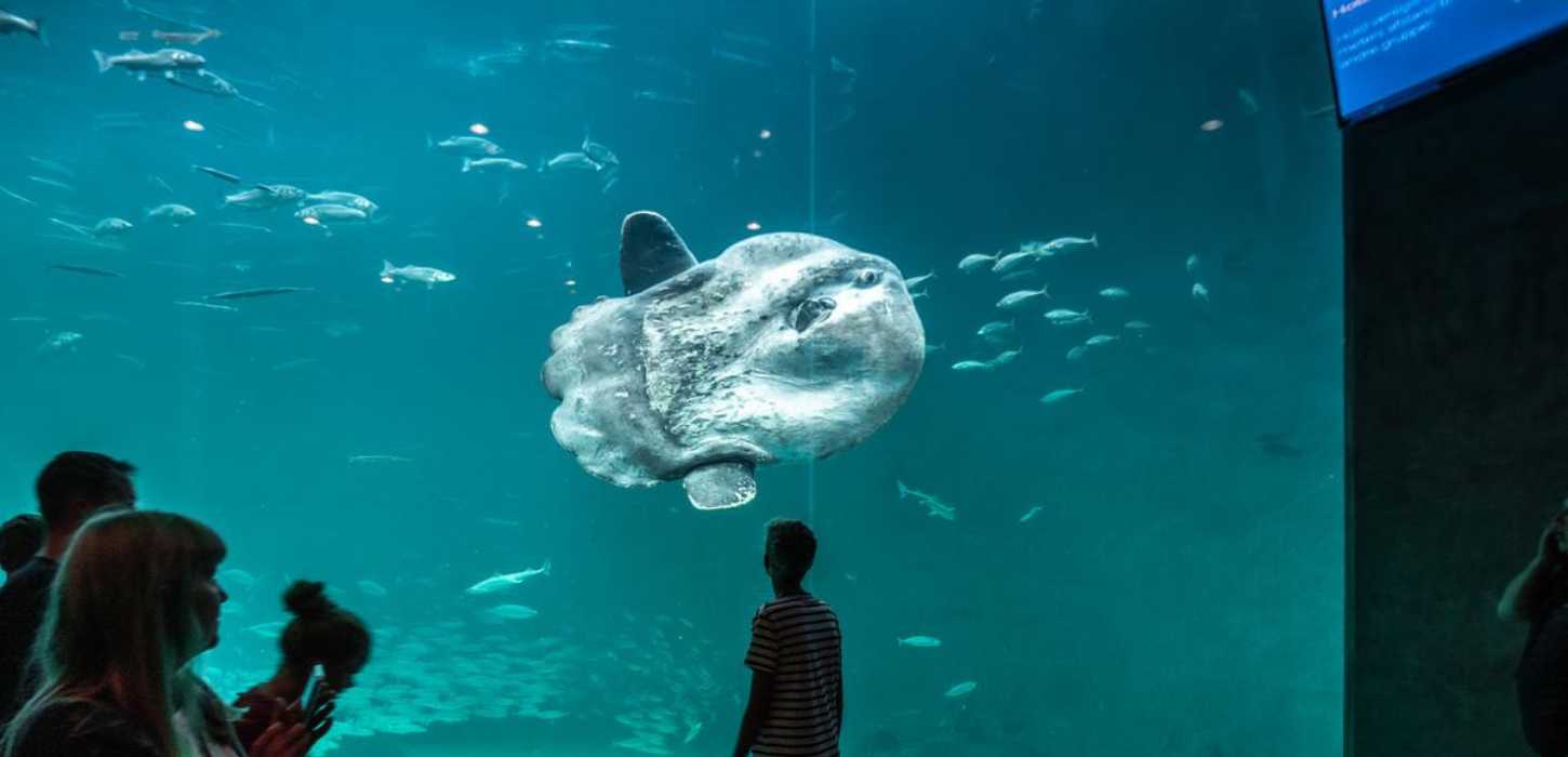 Nordsøen Oceanarium, Hirtshals