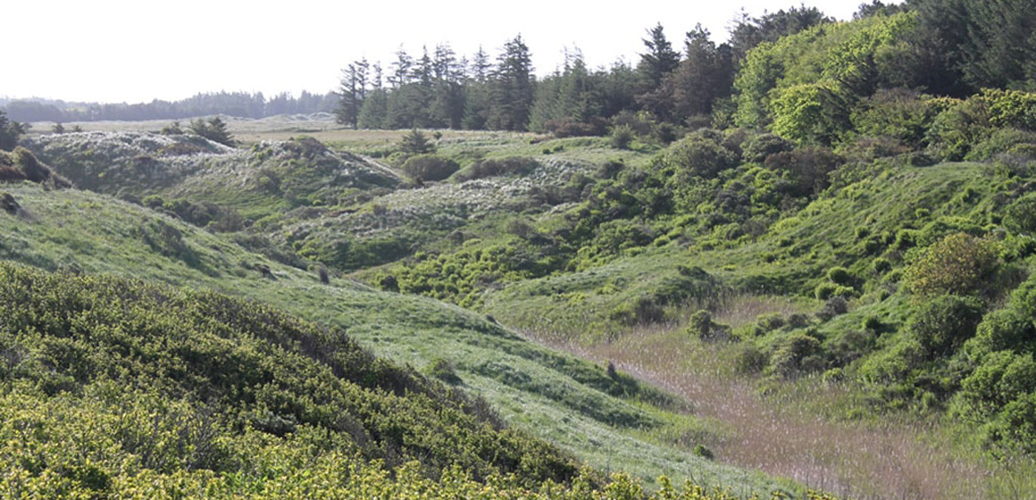 Tornby, klitplantage, natur