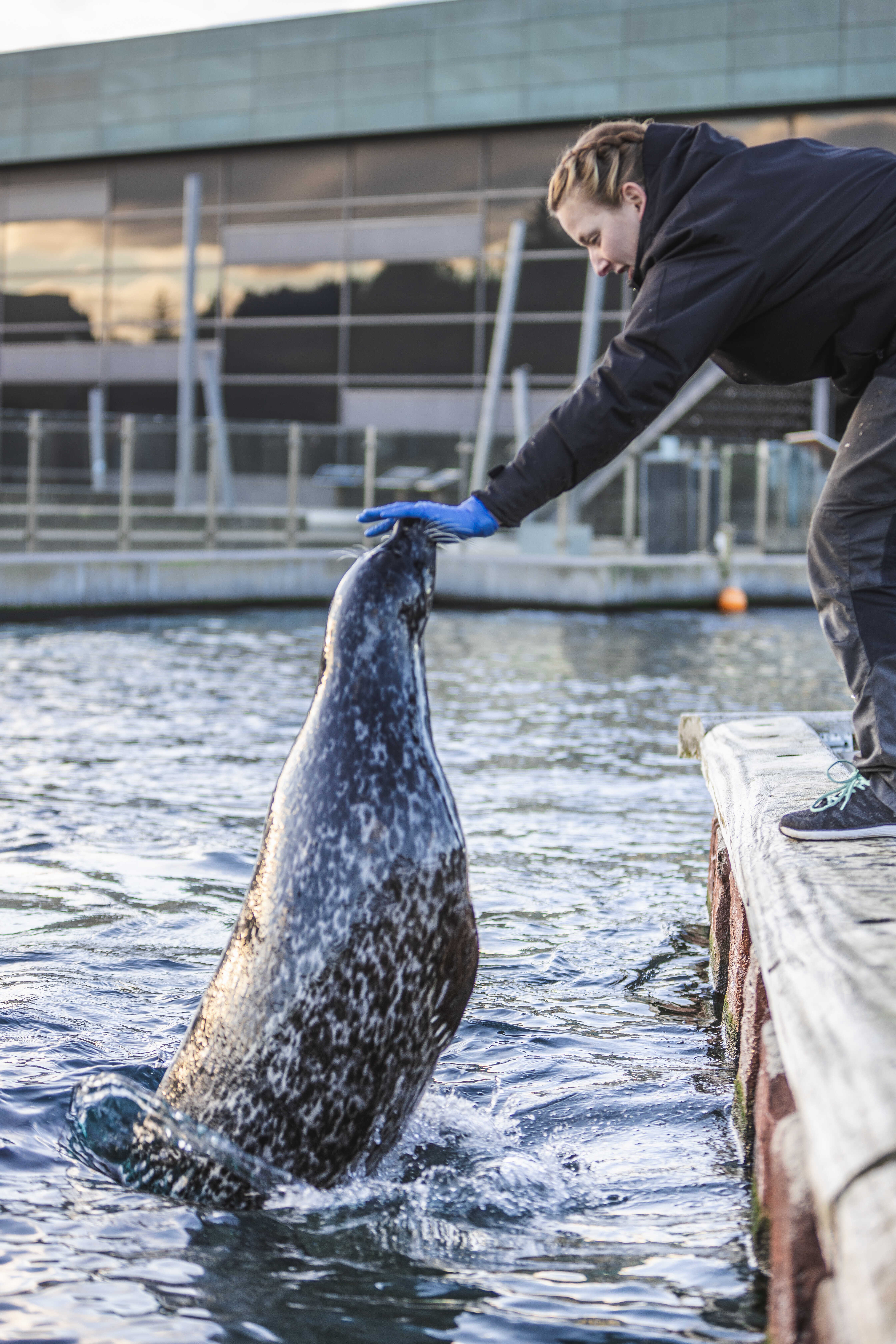 Nordsøen Oceanarium, sæler