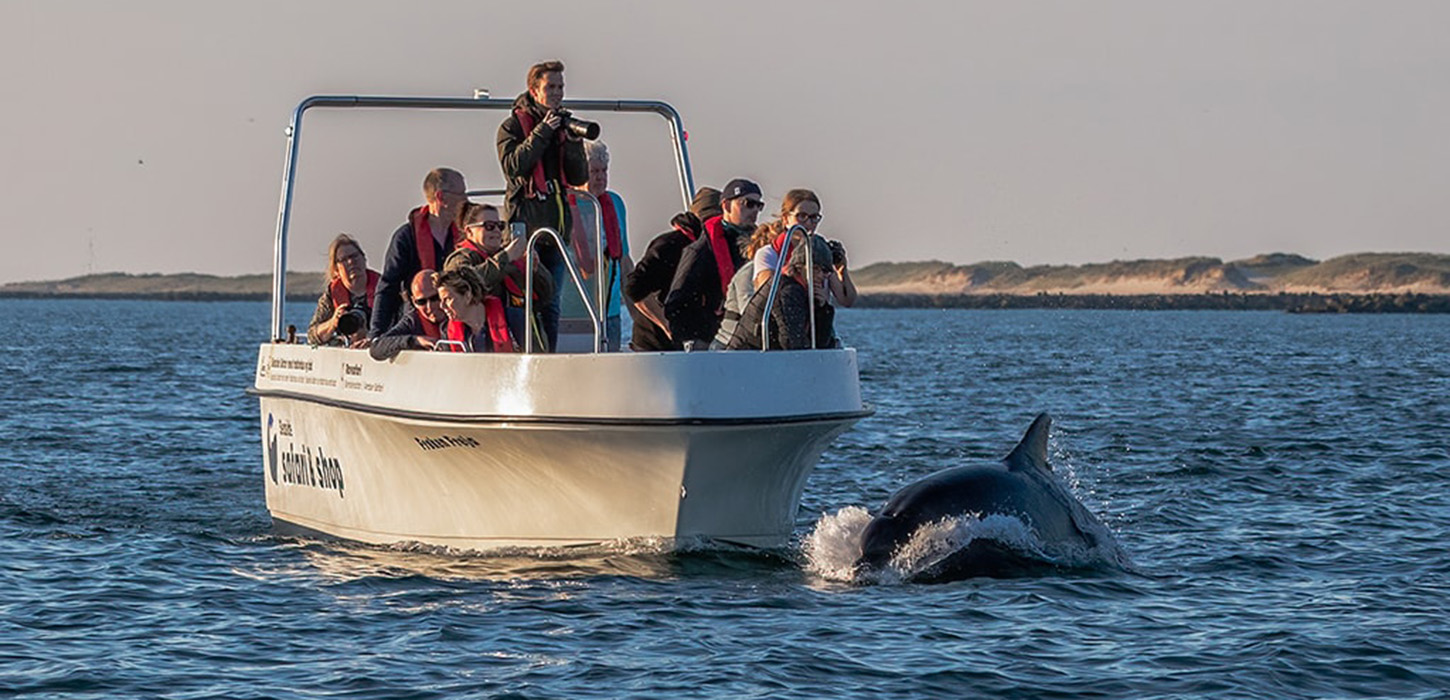 Delfin, safari, delfinsafari, jyllandsakvariet, Thyborøn