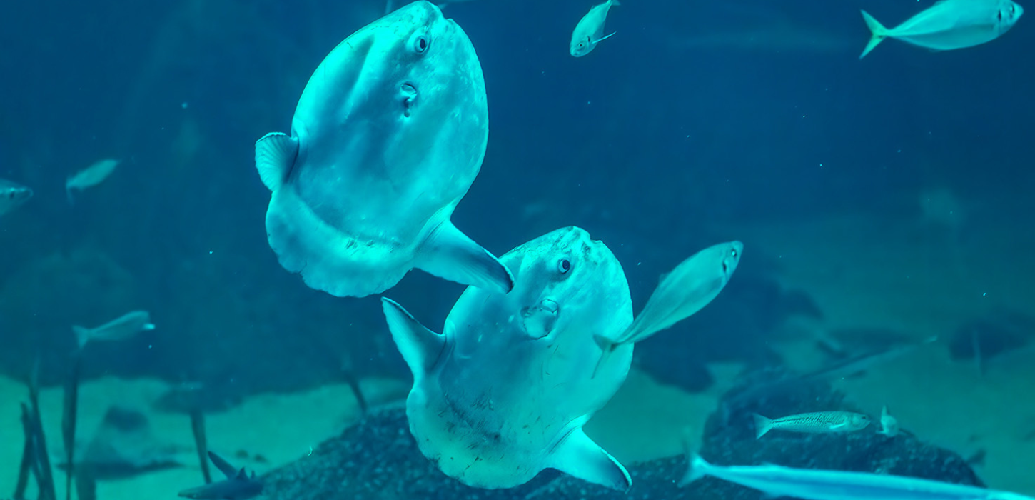 Klumpfisk, Nordsøen Oceanarium