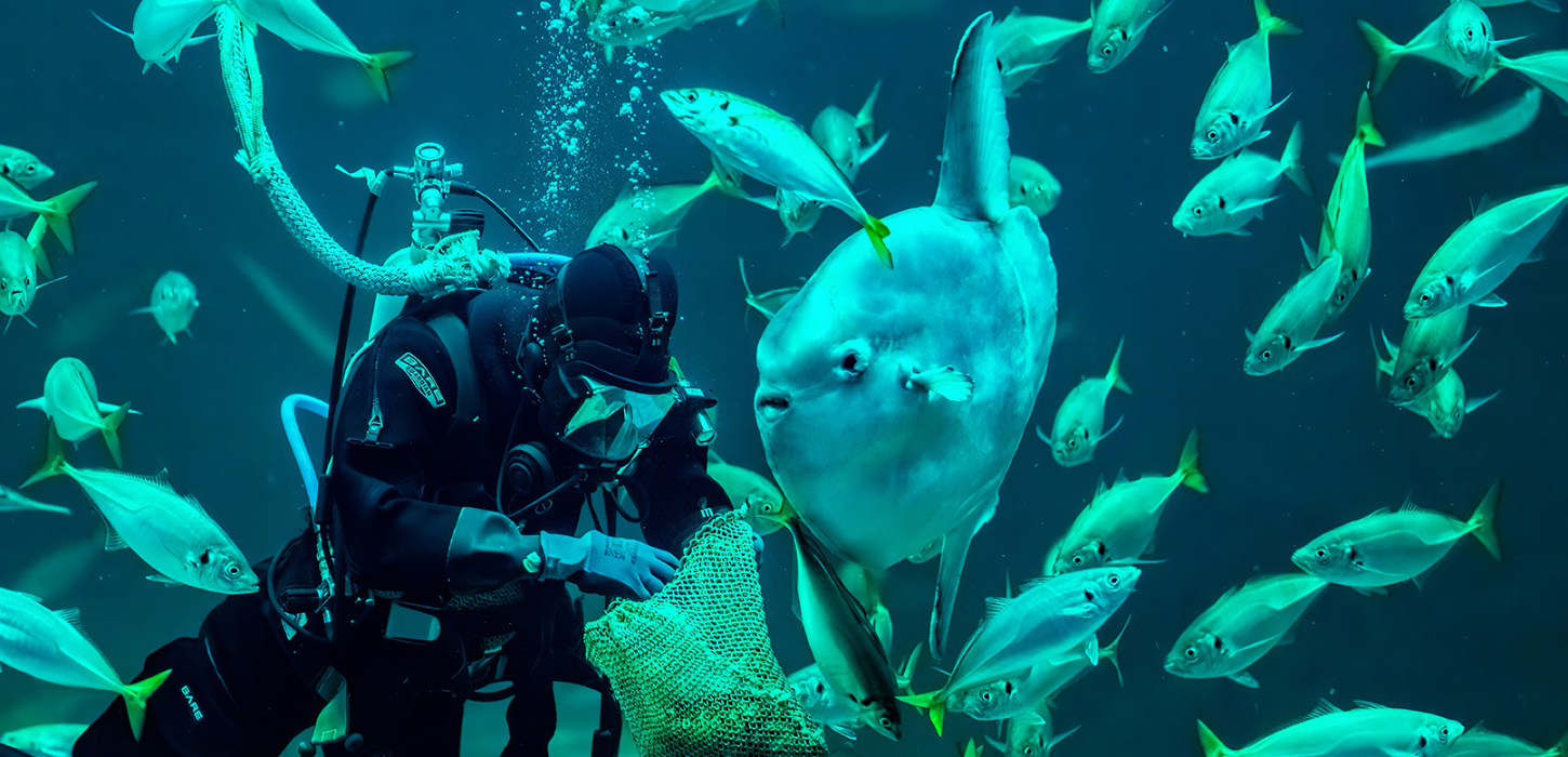 Klumpfisk, Nordsøen Oceanarium