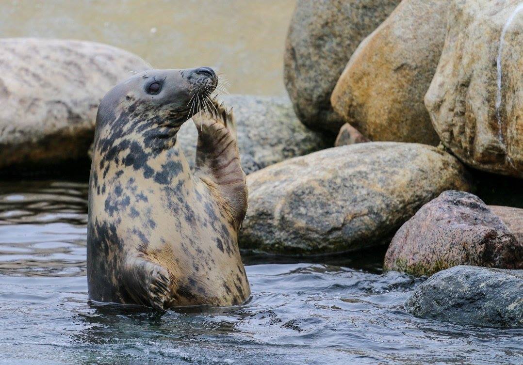 Laura, Nordsøen Oceanarium