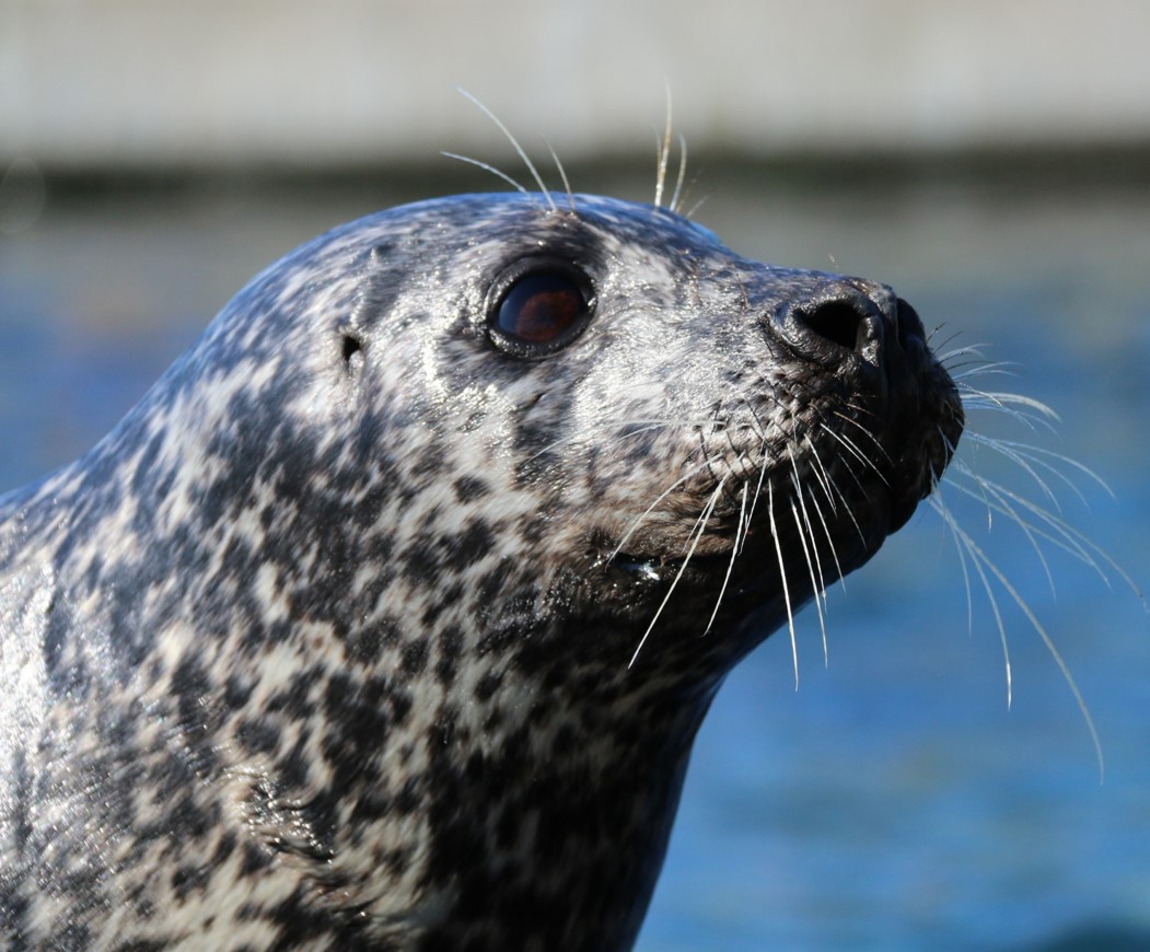 Thor, Nordsøen Oceanarium 