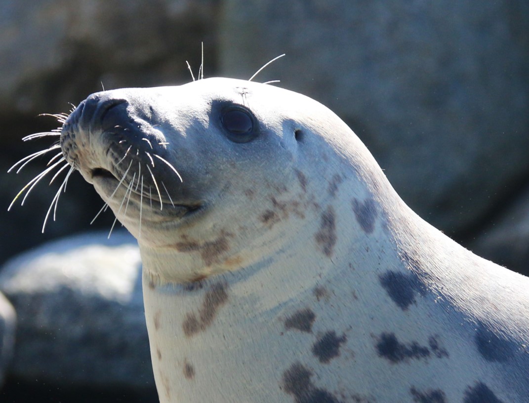 Selma, Nordsøen Oceanarium