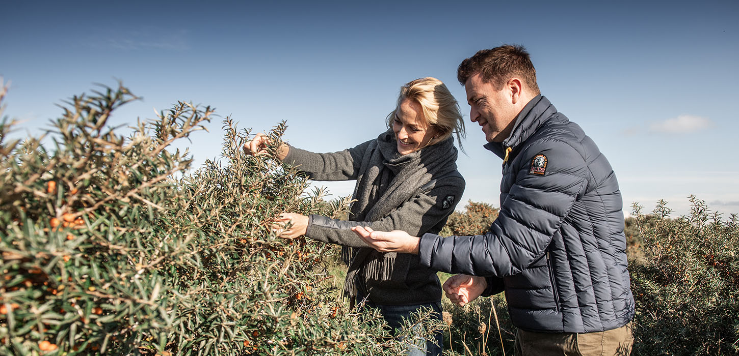 Efterår, havtorn, mennesker, par, bær, plukning, pluk, busk