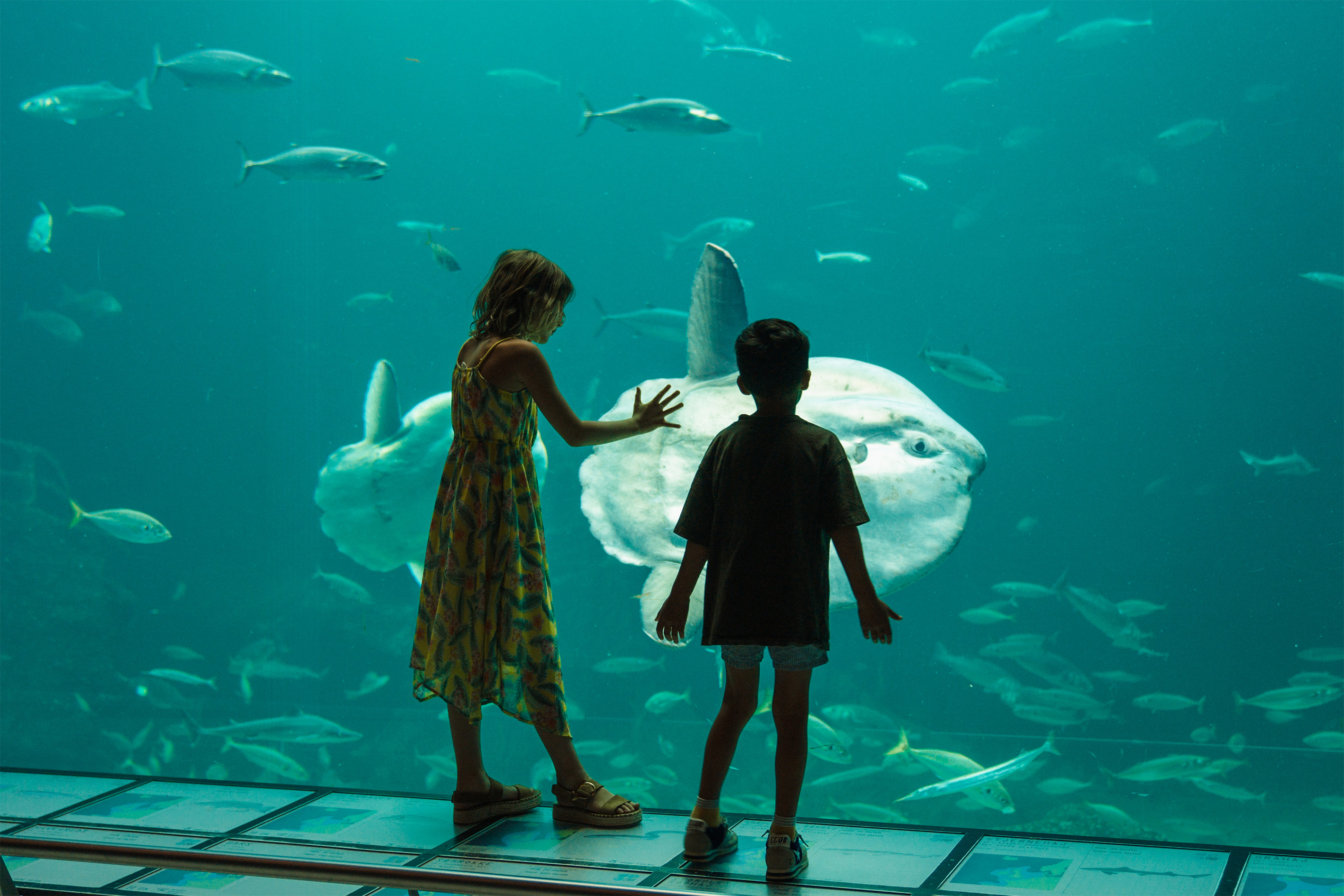 Klumpfisk og børn ved Nordsøen Oceanarium