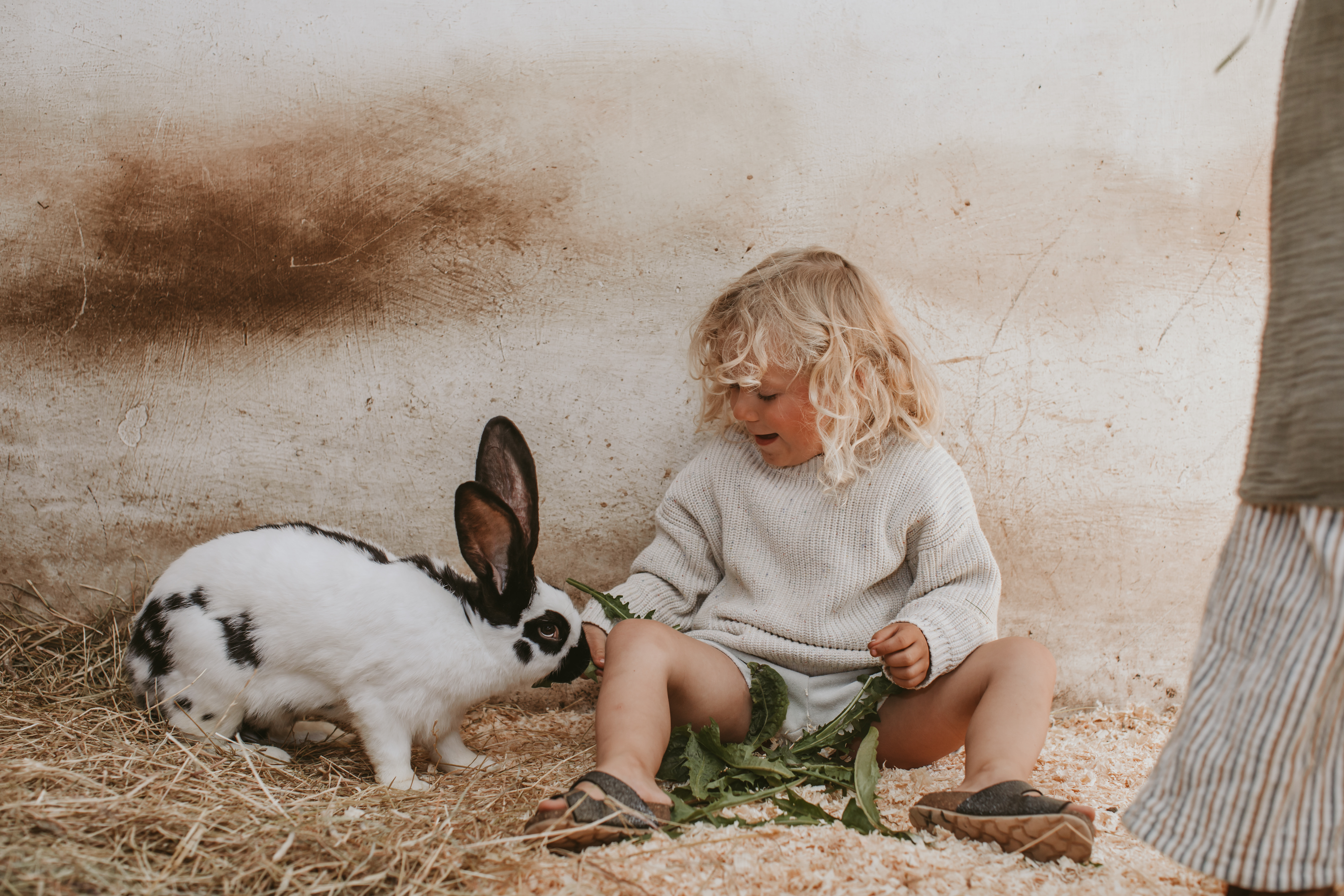 Skallerup Seaside Resort - dyregården