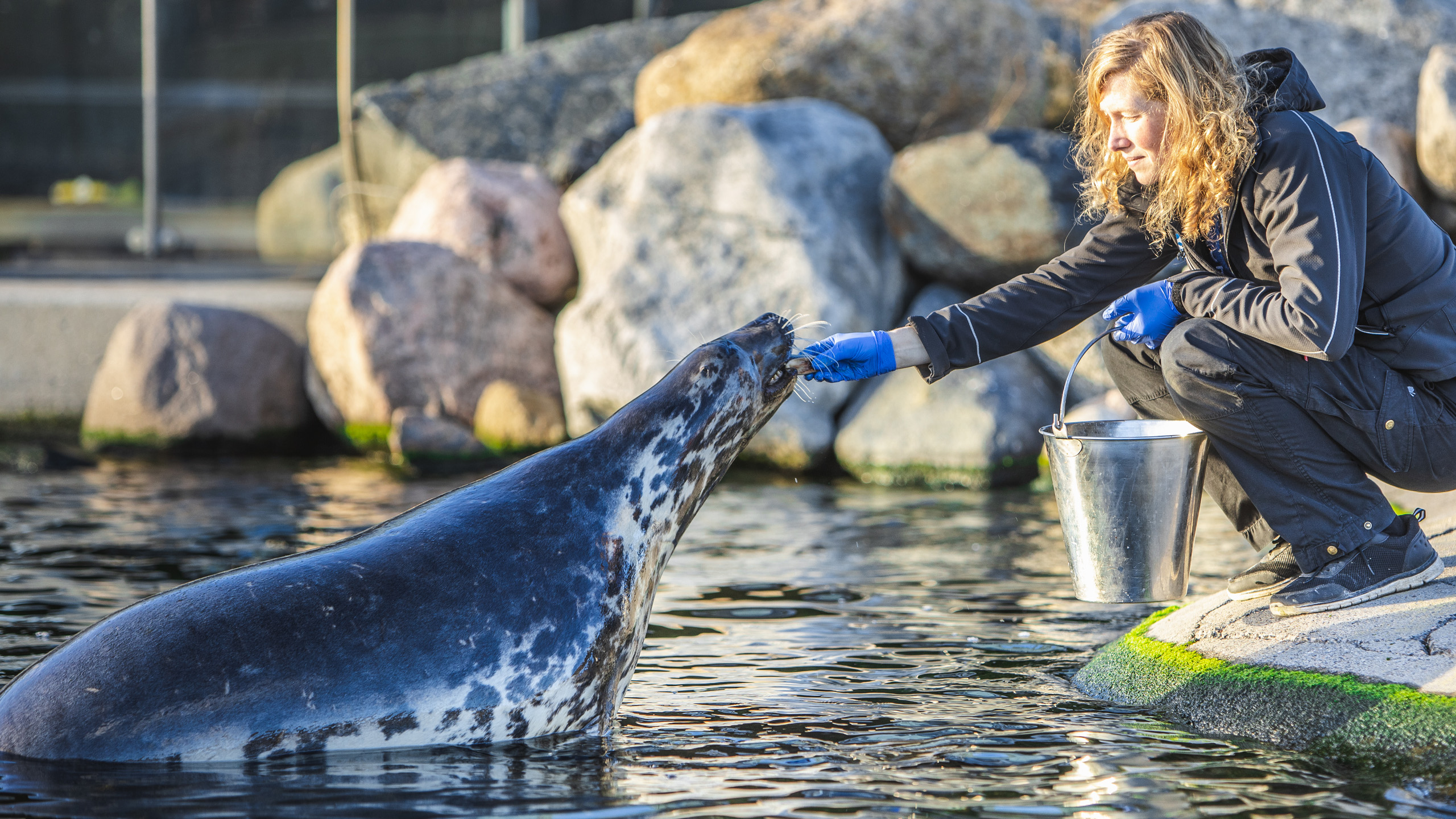 Nordsøen Oceanarium - Sælfodring