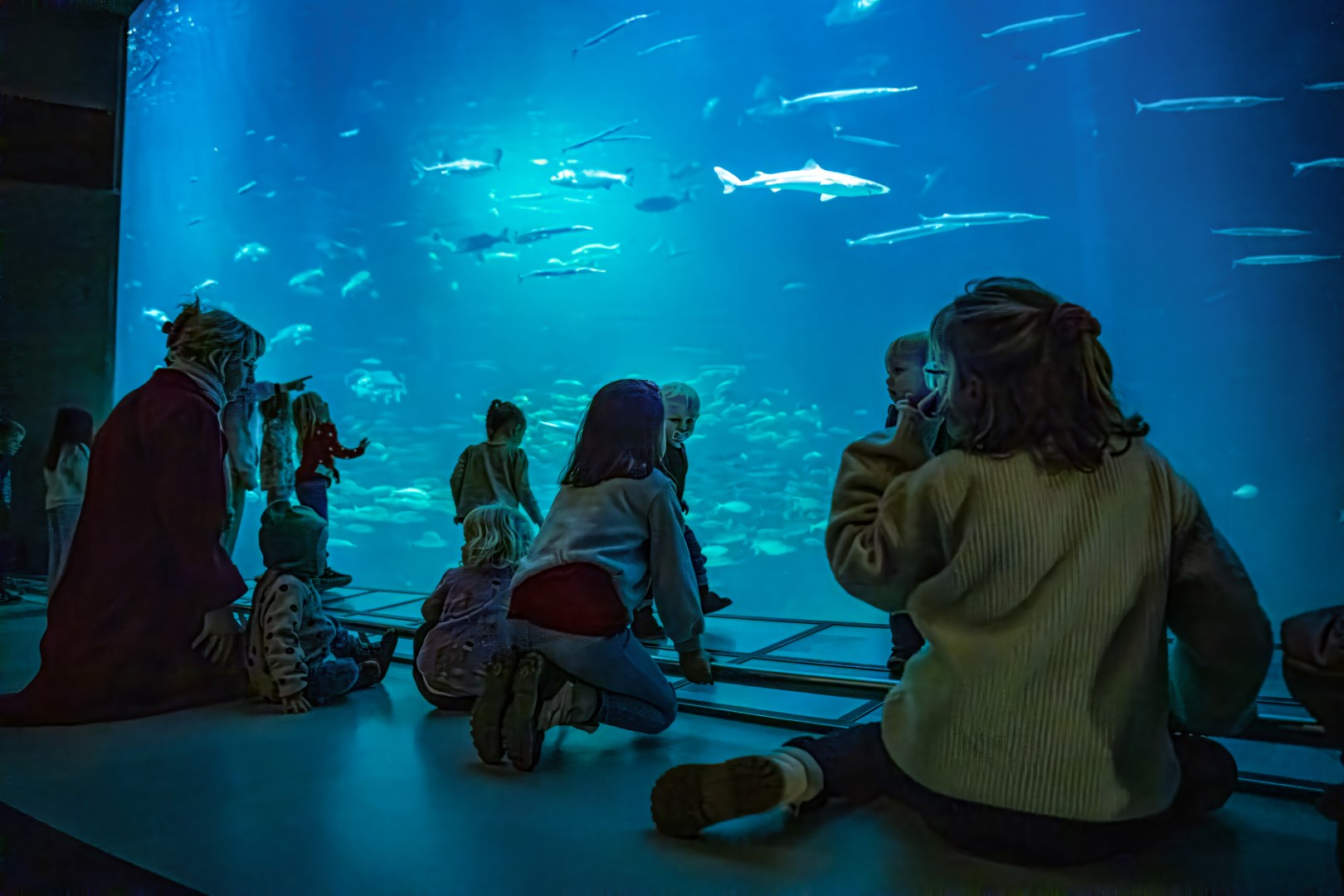 Nordsøen Oceanarium - Oceanariet