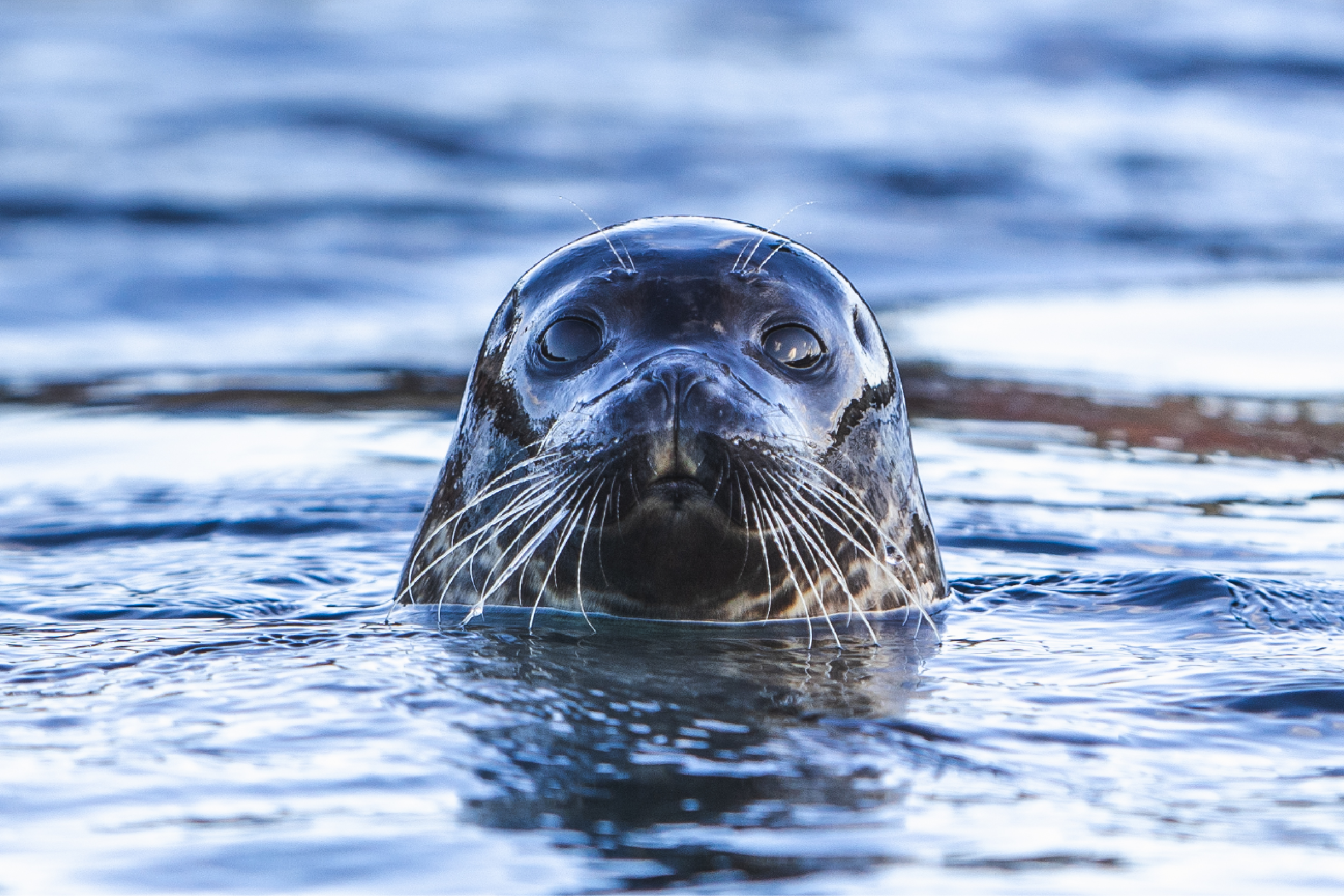 Nordsøen Oceanarium - Sæl