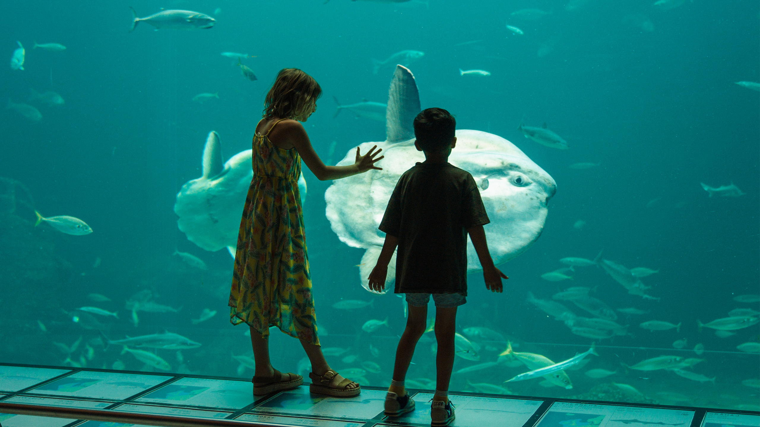 Nordsøen Oceanarium - børn foran klumpfisken - oceanariet