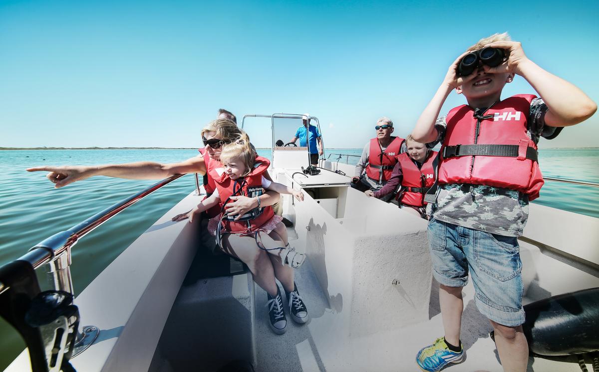 Sælsafari i Thyborøn