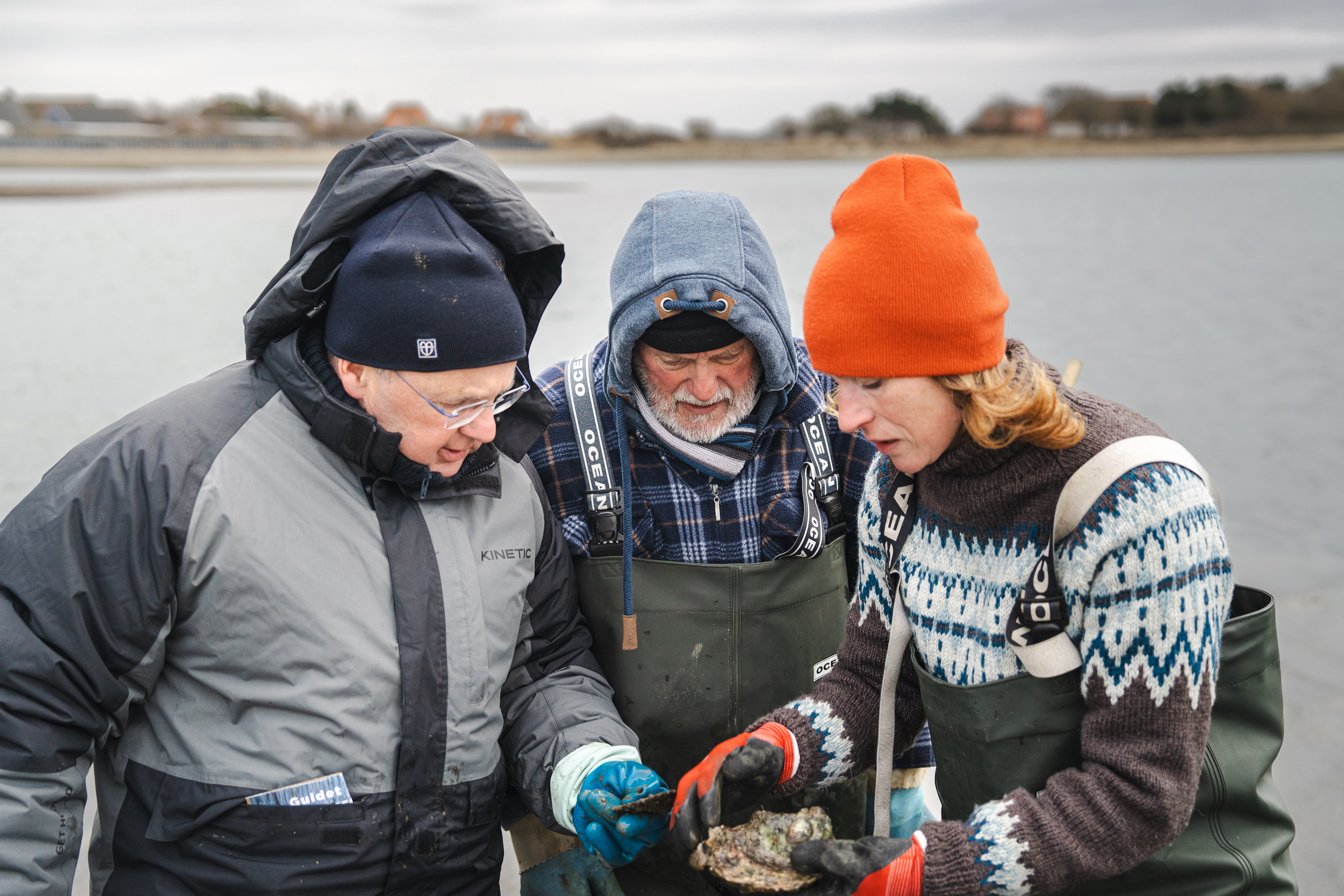 Østerssafari med Jyllandsakvariet