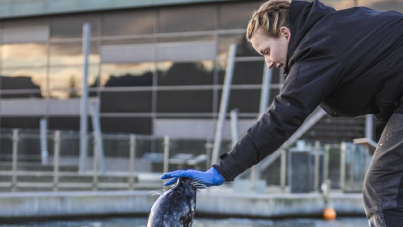 Nordsøen Oceanarium, sæler