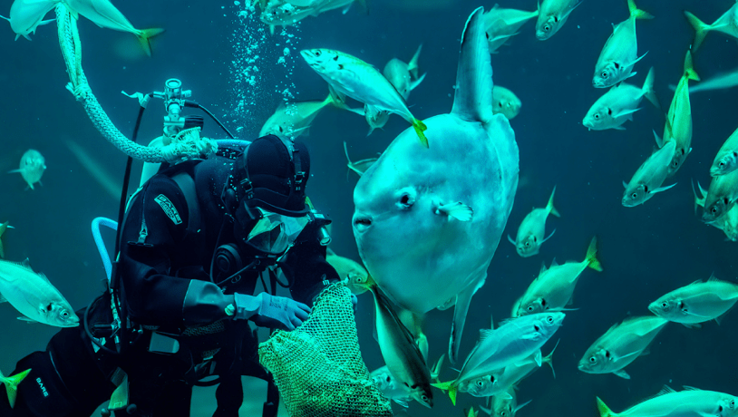 Klumpfisk, Nordsøen Oceanarium