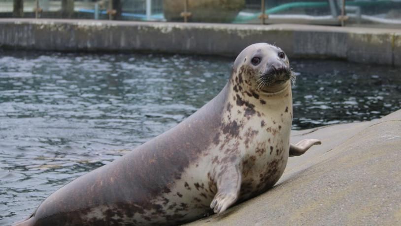 Lene, Nordsøen Oceanarium 