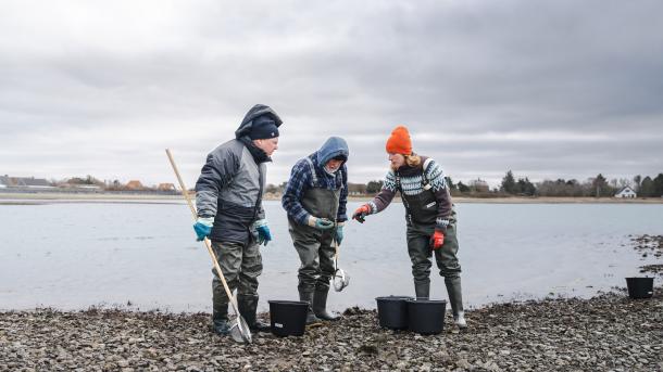Østerssafari med Jyllandsakvariet