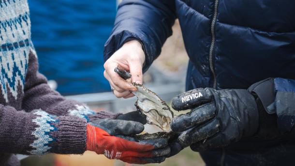 Østerssafari med Jyllandsakvariet