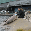 Sæl, Nordsøen Oceanarium