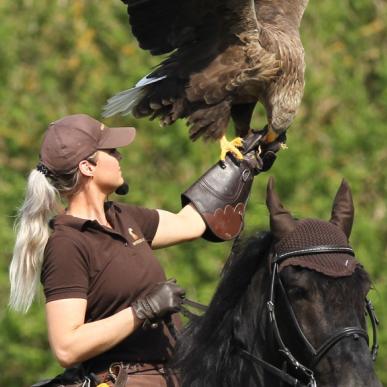 Ørnereservatet - Eagle World