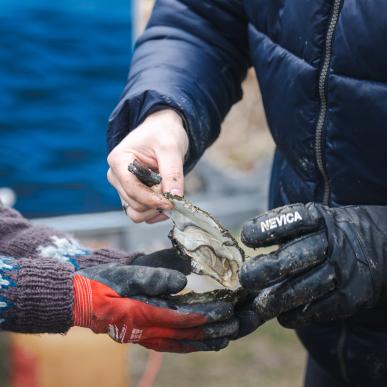 Østerssafari med Jyllandsakvariet